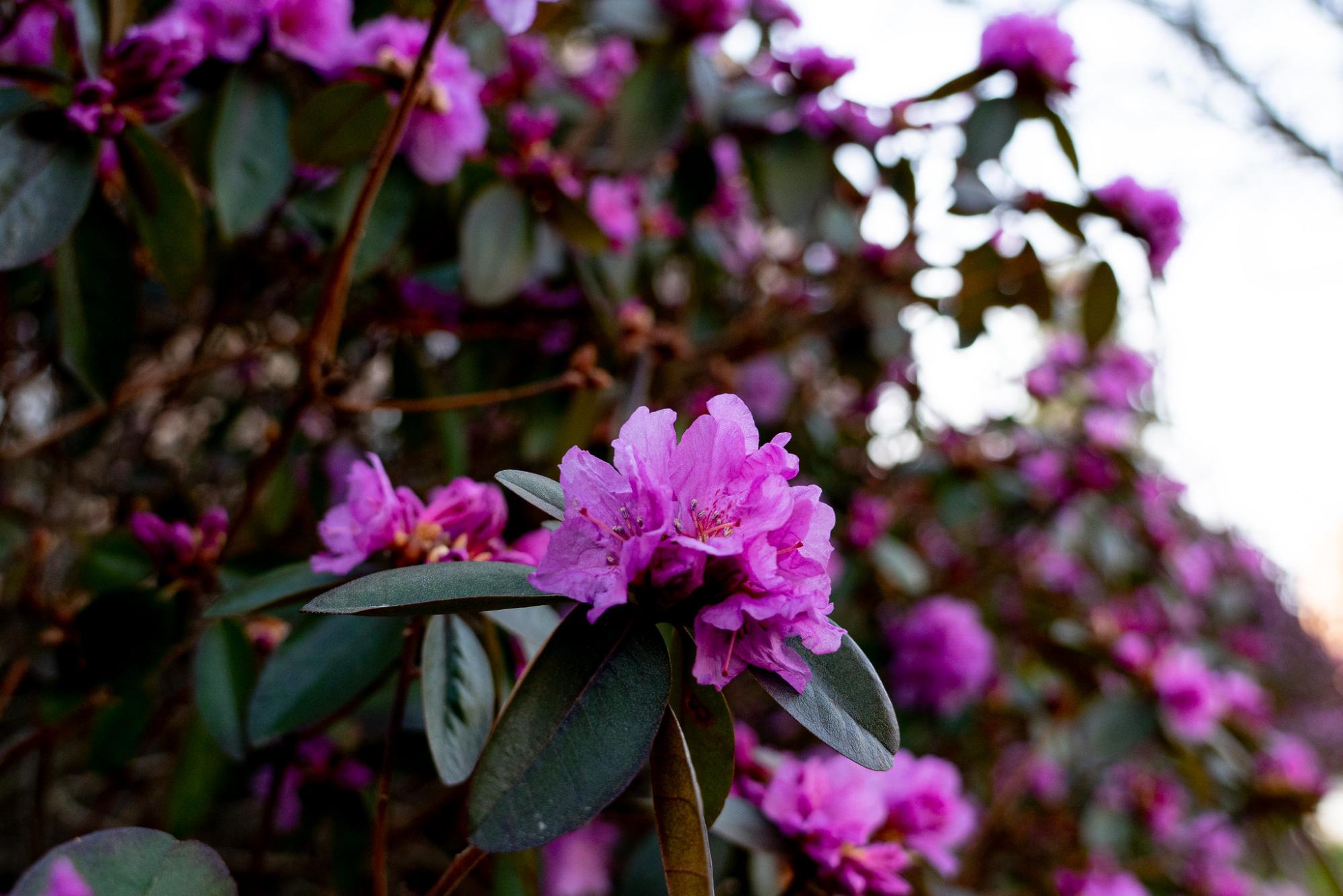 Decorative image of pink rhodedendrons