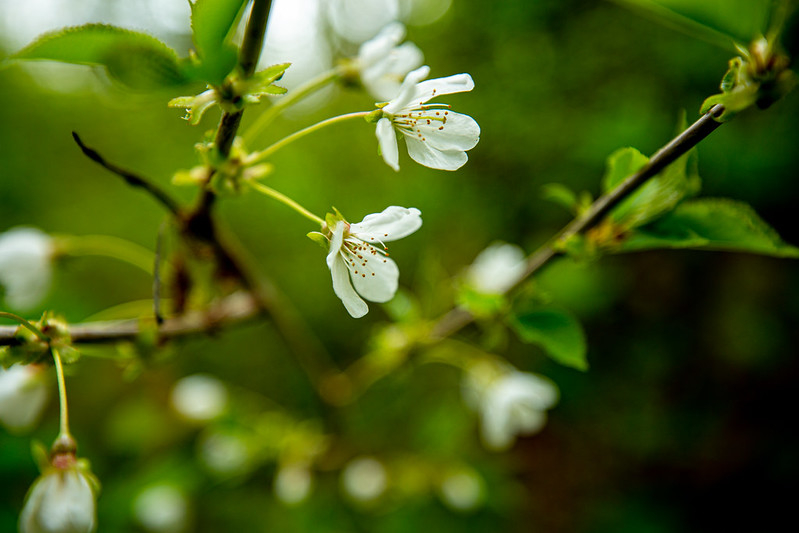 A white flower in front of green background