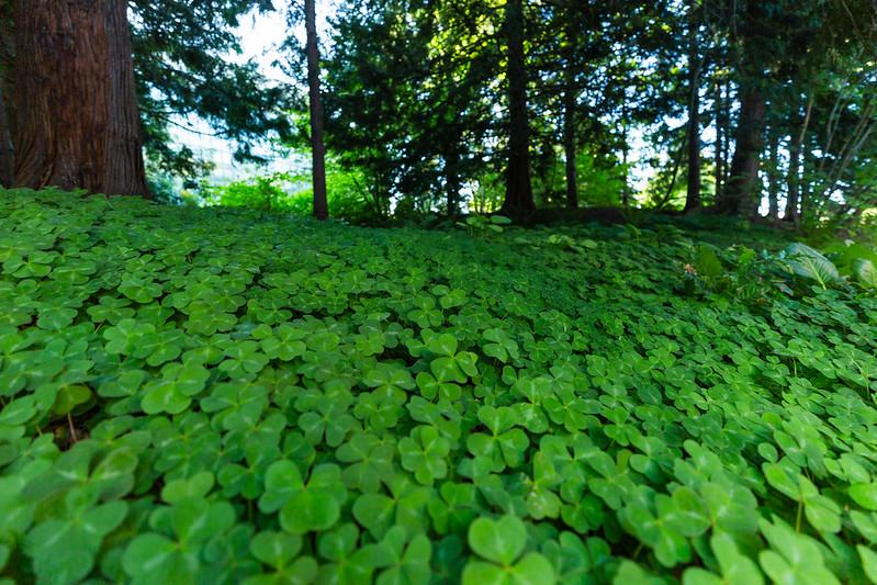 Green clovers cover the ground