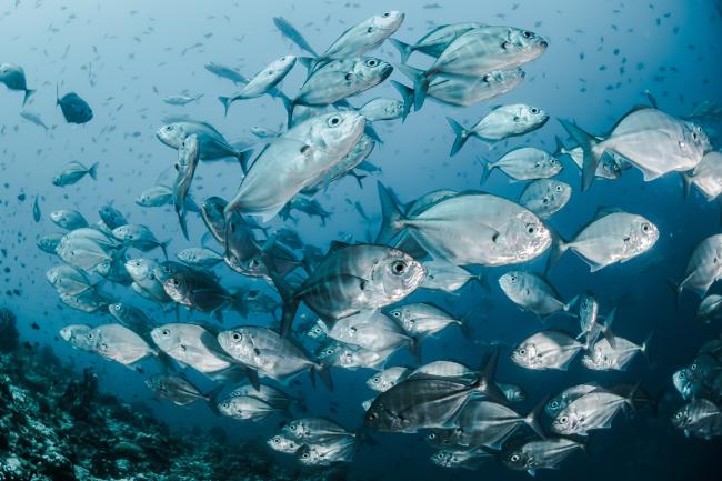 A large school of fish swimming in the ocean