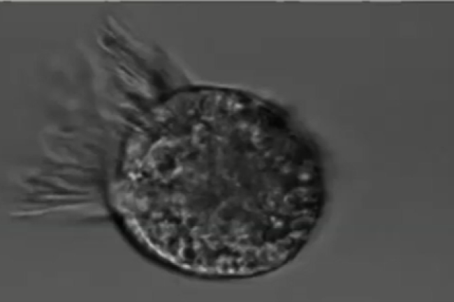 A microscopic photo of cilium
