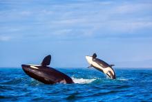 Two breaching orca whales in the ocean